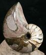 Fossil Nautilus From France - Very Colorful #10973-1